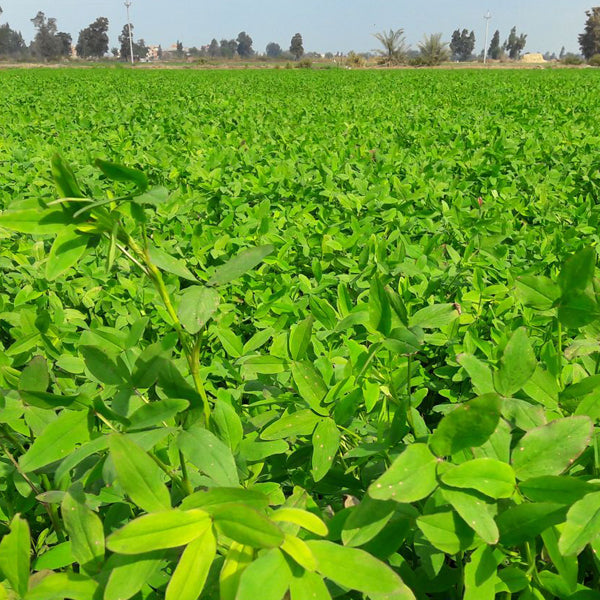 Sămânță Lucernă